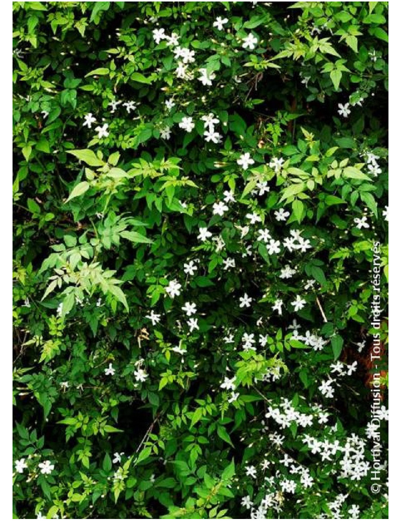 JASMINUM officinalis (Jasmin d'été)