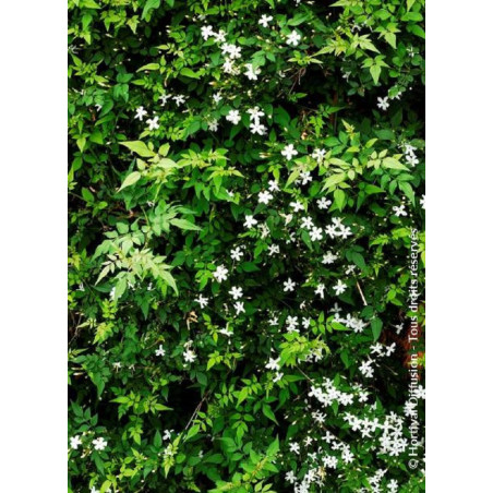 JASMINUM officinalis (Jasmin d'été)