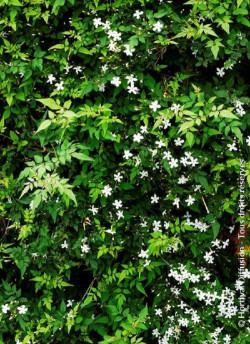 JASMINUM officinalis