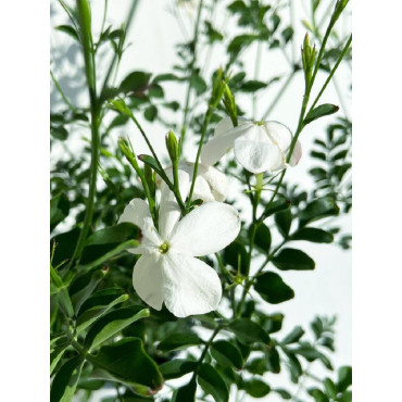 JASMINUM officinalis (Jasmin d'été)