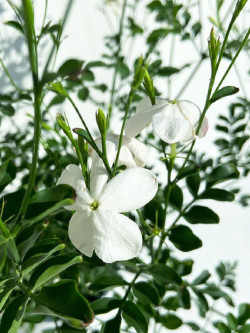 JASMINUM officinalis