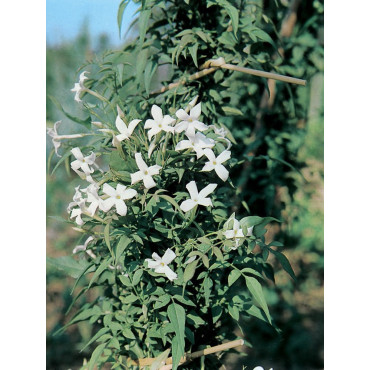 JASMINUM officinalis (Jasmin d'été)