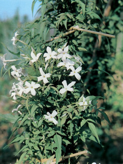 JASMINUM officinalis