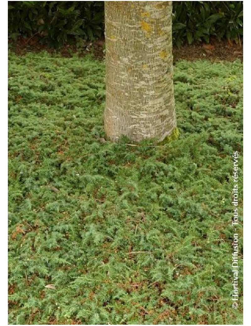 JUNIPERUS communis GREEN CARPET (Genévrier commun Green Carpet)