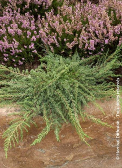 JUNIPERUS communis GREEN CARPET