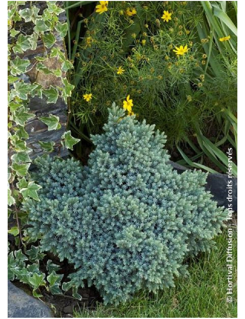 JUNIPERUS squamata BLUE STAR (Genévrier écailleux Blue Star)