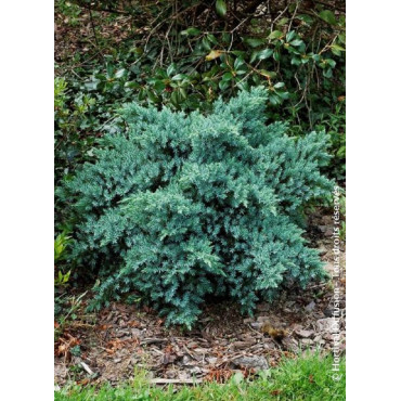 JUNIPERUS squamata BLUE STAR (Genévrier écailleux Blue Star)