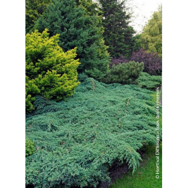 JUNIPERUS squamata BLUE CARPET (Genévrier écailleux Blue Carpet)