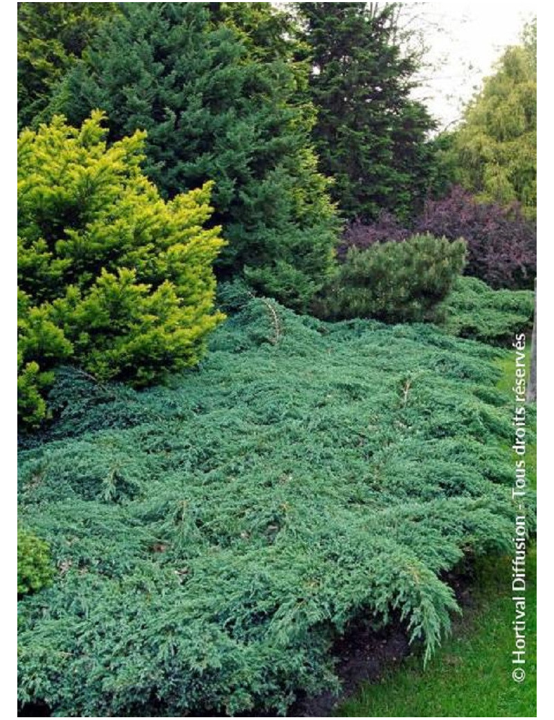 Juniperus Squamata Blue Carpet