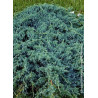 JUNIPERUS squamata BLUE CARPET (Genévrier écailleux Blue Carpet)