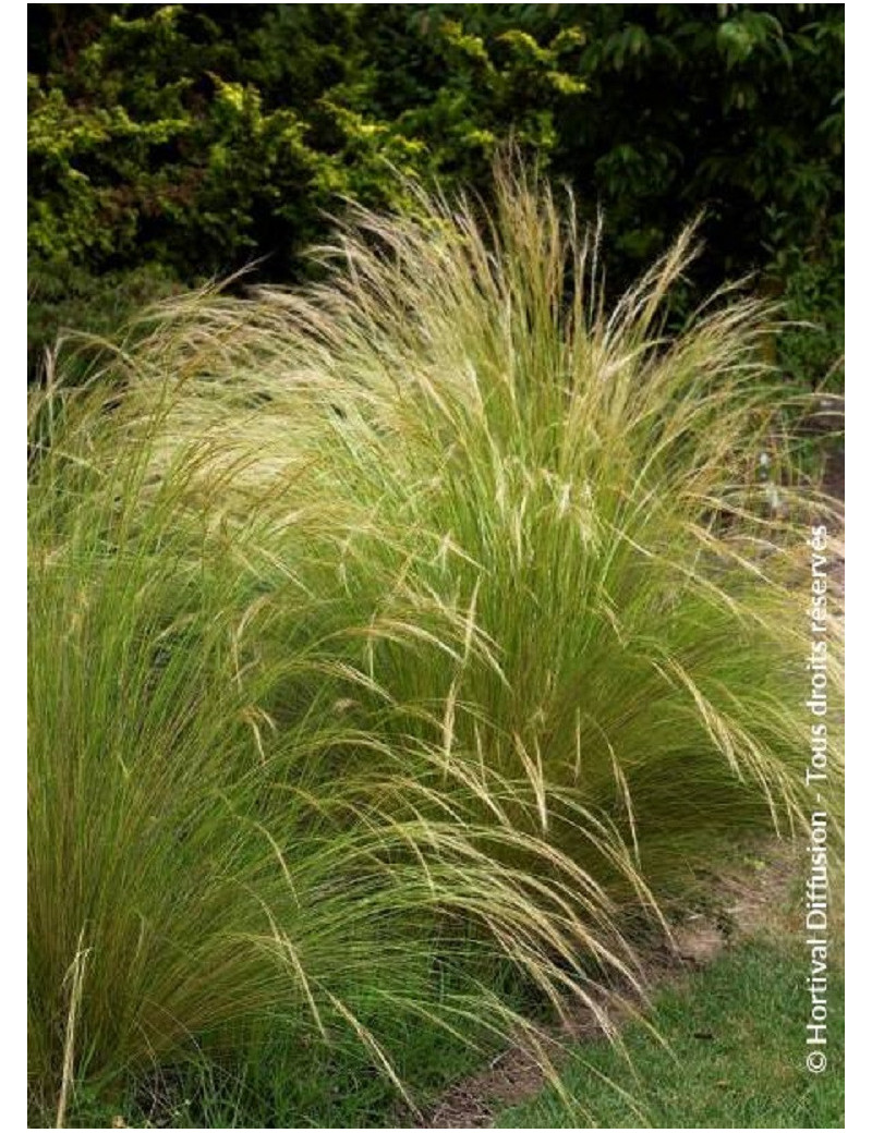 STIPA tenuifolia (Cheveux d'ange)