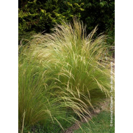 STIPA tenuifolia (Cheveux d'ange)