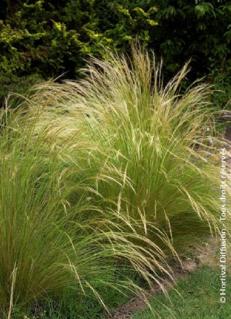 STIPA tenuifolia