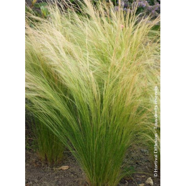 STIPA tenuifolia (Cheveux d'ange)