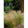 STIPA tenuifolia (Cheveux d'ange)