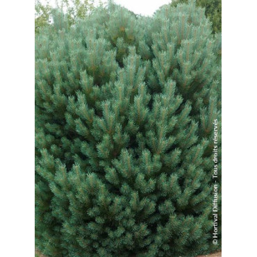 PINUS sylvestris WATERERI (Pin sylvestre nain de Waterer)