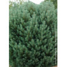 PINUS sylvestris WATERERI (Pin sylvestre nain de Waterer)