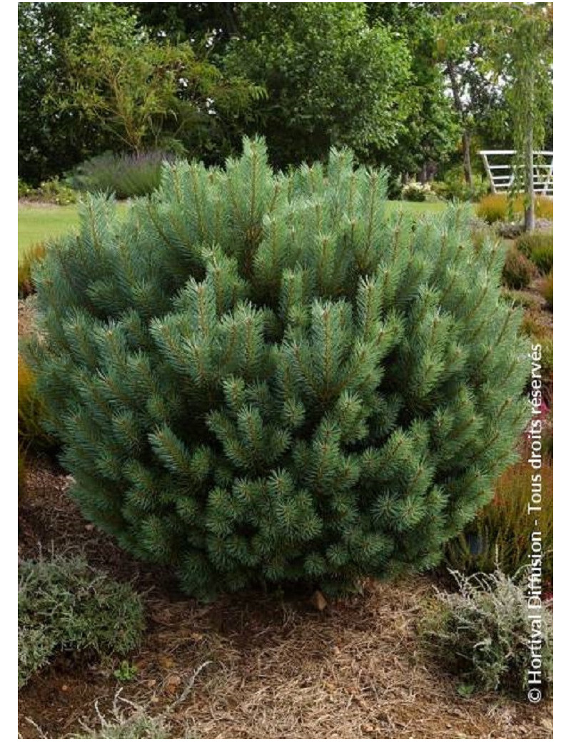 PINUS sylvestris WATERERI (Pin sylvestre nain de Waterer)