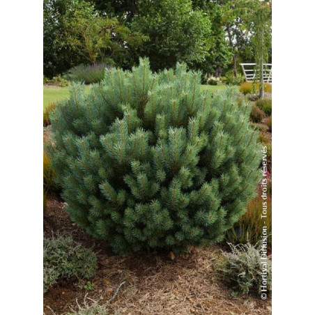 PINUS sylvestris WATERERI (Pin sylvestre nain de Waterer)