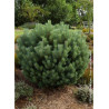 PINUS sylvestris WATERERI (Pin sylvestre nain de Waterer)