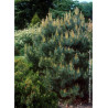 PINUS sylvestris WATERERI (Pin sylvestre nain de Waterer)