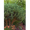 PINUS sylvestris WATERERI