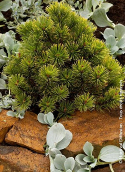 PINUS mugo WINTER GOLD