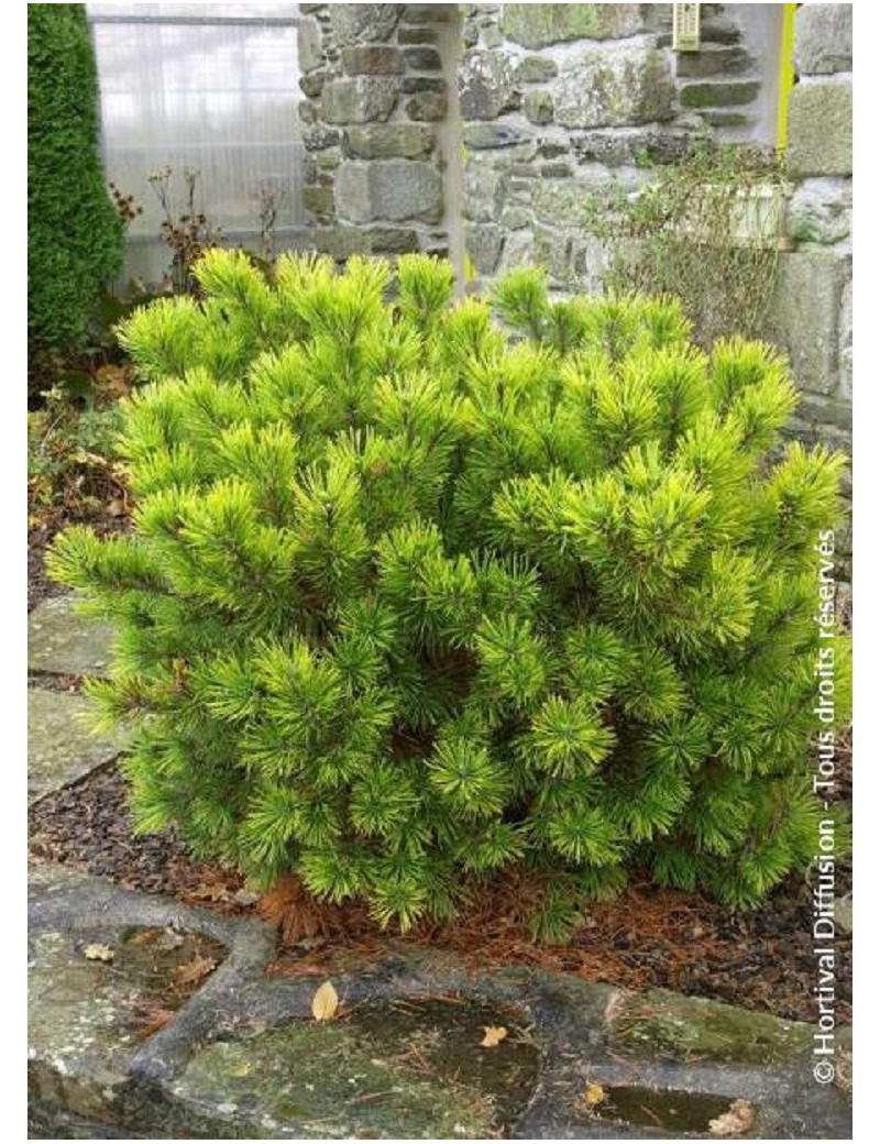 PINUS mugo WINTER GOLD (Pin des montagnes)