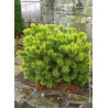 PINUS mugo WINTER GOLD (Pin des montagnes)