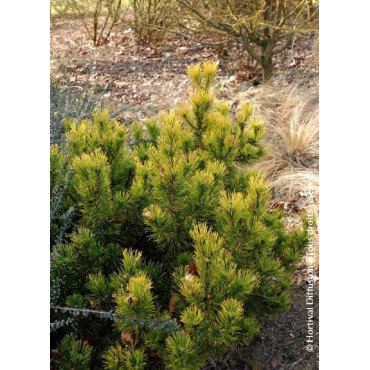 PINUS mugo WINTER GOLD (Pin des montagnes)