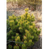 PINUS mugo WINTER GOLD (Pin des montagnes)