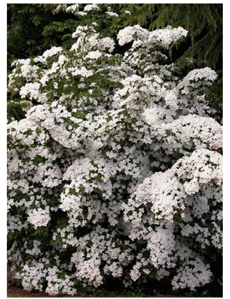 CORNUS kousa (Cornouiller à fleurs)