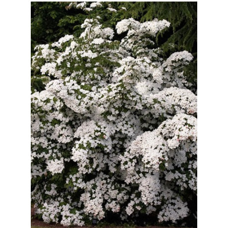 CORNUS kousa (Cornouiller à fleurs)