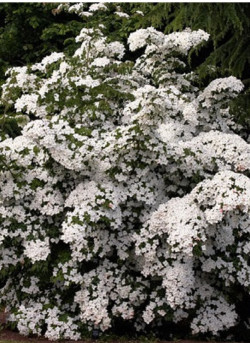 CORNUS kousa
