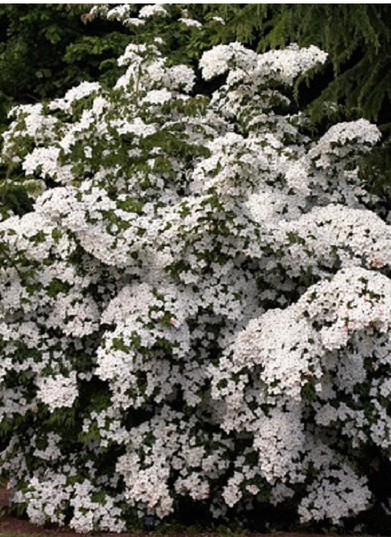 CORNUS kousa