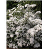 CORNUS kousa (Cornouiller à fleurs)