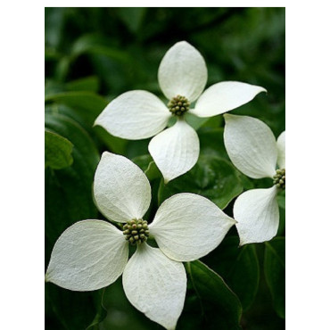 CORNUS kousa (Cornouiller à fleurs)