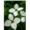 CORNUS kousa (Cornouiller à fleurs)