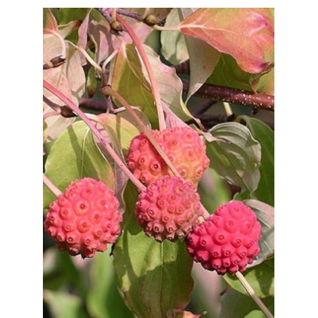CORNUS kousa (Cornouiller à fleurs)