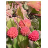 CORNUS kousa (Cornouiller à fleurs)