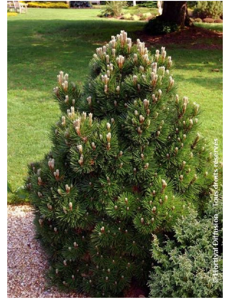 PINUS leucodermis SCHMIDTII (Pin de Bosnie)