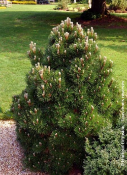 PINUS leucodermis SCHMIDTII