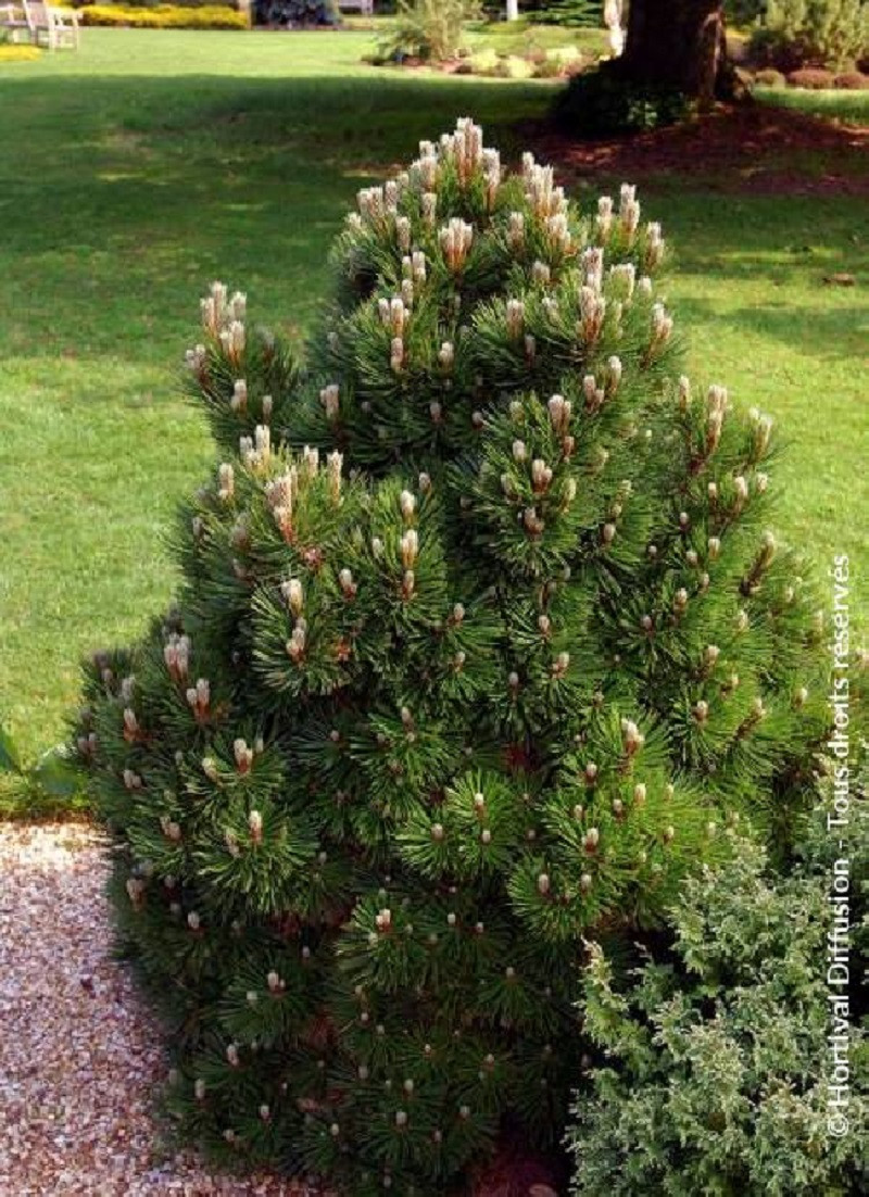 PINUS leucodermis SCHMIDTII