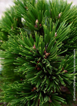 PINUS leucodermis SCHMIDTII
