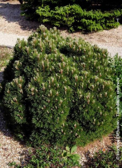 PINUS leucodermis SCHMIDTII