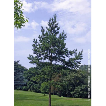 PINUS sylvestris (Pin sylvestre)