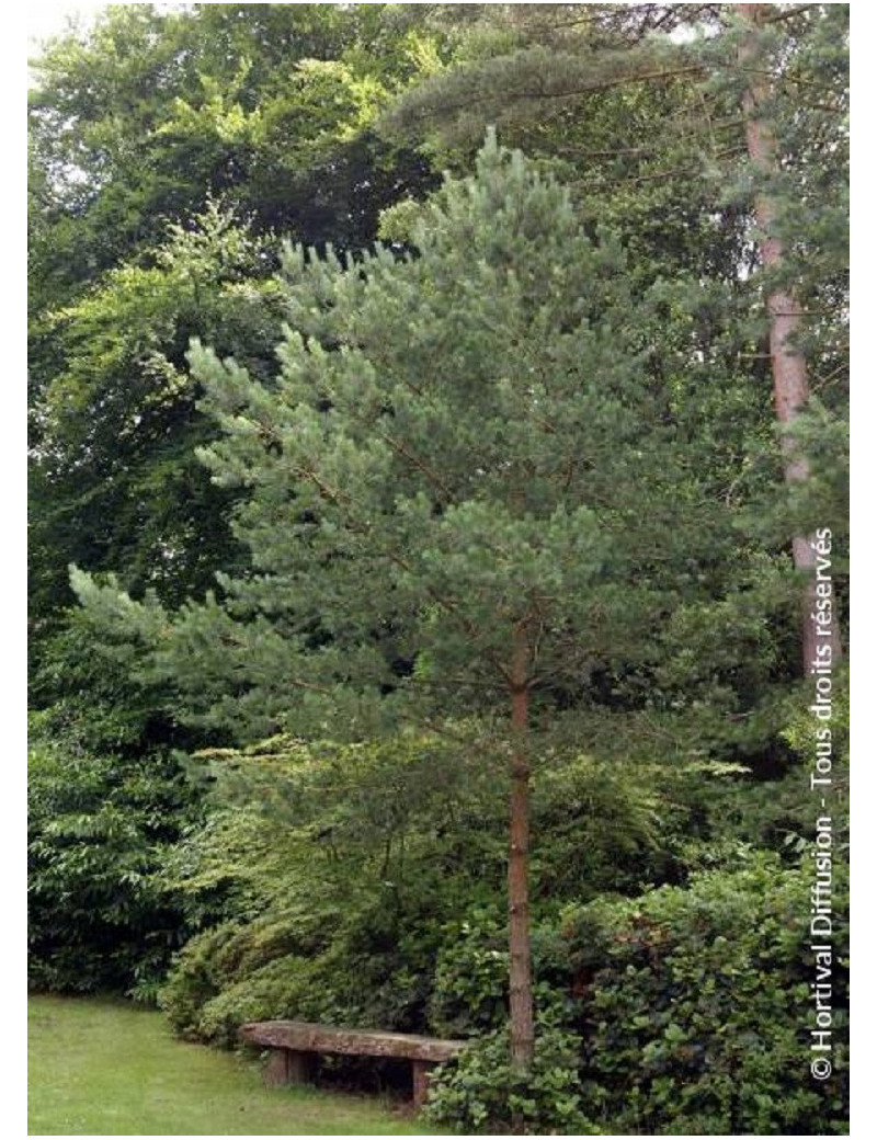 PINUS sylvestris (Pin sylvestre)