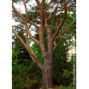 PINUS sylvestris (Pin sylvestre)