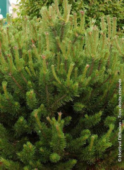 PINUS mugo var.mughus