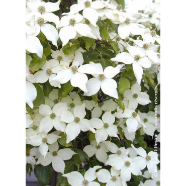 CORNUS kousa CHINENSIS (Cornouiller à fleurs)